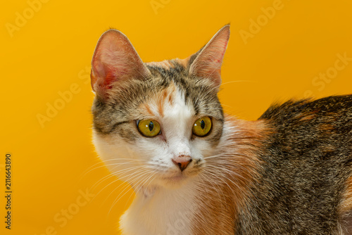 Foto Portrait of a Turkish Angora tricolour calico cat