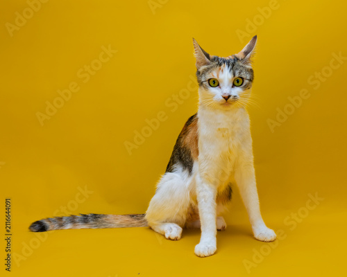Canvastavla Turkish Angora cat sitting facing forward against a yellow background