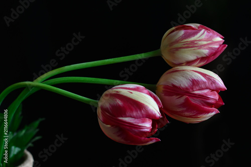 Beautiful pink white tulip flower on black background.Image for greeting cards, wallpaper for mobile device. Floral, spring background with high contrast.