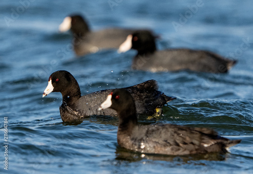 Photography Coots