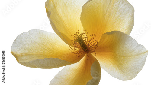 Fotografía Isolated vibrant yellow flower with delicate translucent petals and intricate st