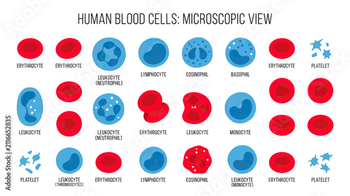 Cuadro en lienzo Microscopic Human Blood Cells Illustration