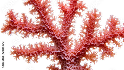 Foto Isolated vibrant red soft coral branching structure with intricate porous textur