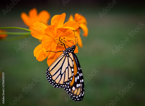 monarch butterfly on orange flower