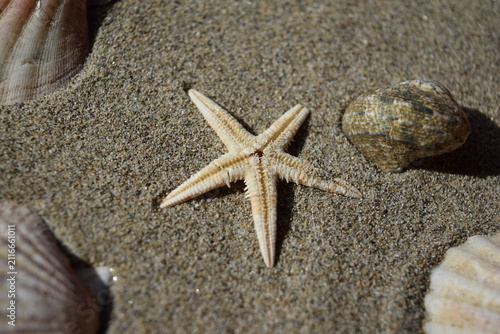Foto 砂浜の貝殻とヒトデ