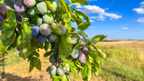 Konstfotografi A branch of a plum tree with hanging ripening blue and green plums against a blue sky with clouds