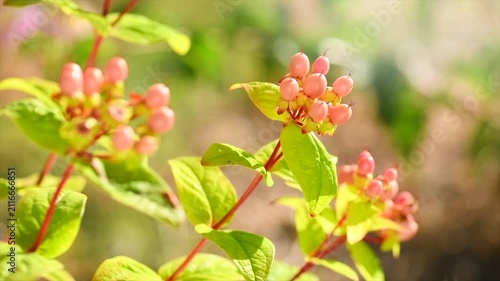 Hypericum growing in a garden, berries. St. John's Wort flowers, ripe pink berries of Hypericum, floristic plant close-up, slow motion 