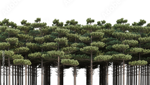 Fotografía Isolated forest of mature conifer trees with distinctive green foliage for archi