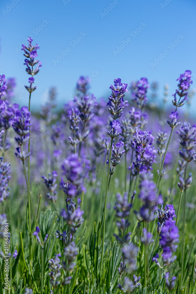 Obraz premium Lavender fields during summer
