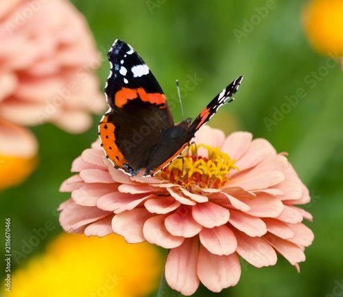 Photography Red Admiral butterfly on Pink Zinia in our allotment