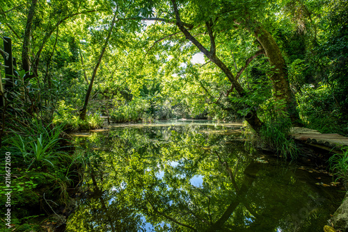 Spring Forest Stream Surrounded by Lush Trees. Scenic Spring Stream Flowing Through a Green Forest. Fresh Forest Creek with Vibrant Spring Foliage.