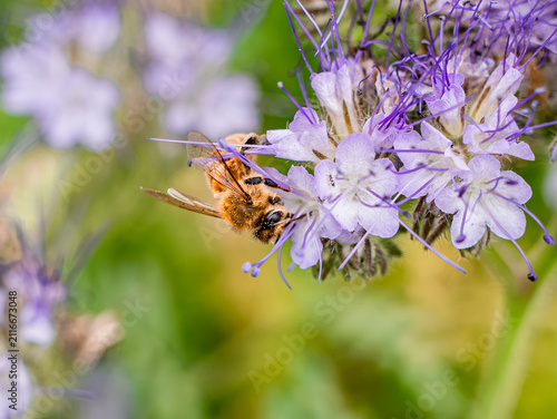 Cuadro en lienzo Western Honey Bee worker (apis mellifera) foraging on Phacelia tanacetifolia also known as Lacy Phacelia or Tansy Phacelia