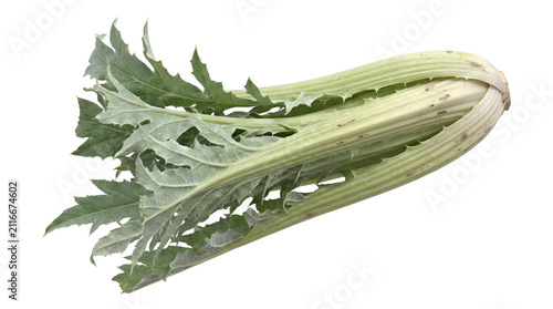 A fresh, raw cardoon stalk with green leaves on a white background.