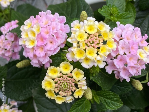 Canvas Print Pink and yellow Lantana flower in full bloom with surrounding green foliage