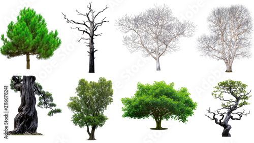 Photography Isolated collection of diverse trees depicting different seasons and growth stag