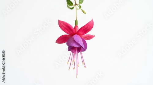 Beautiful Fuchsia Flower Hanging Isolated on White Background.