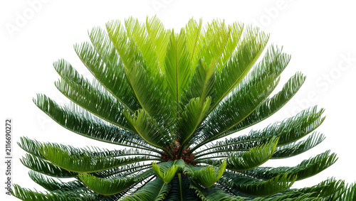 Isolated vibrant green sago palm with lush, fanning fronds creating a striking botanical display