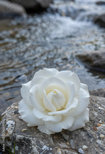 White rose with water dropl...