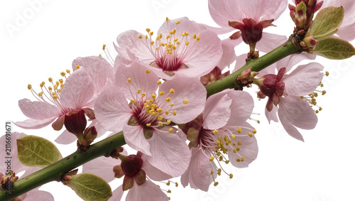 Canvastavla Isolated fresh spring branch with delicate pink blossoms, yellow anthers and gre