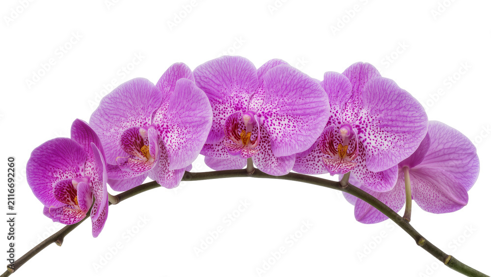 Fototapeta premium Isolated delicate elegant vibrant purple phalaenopsis orchid flowers on a curved stem