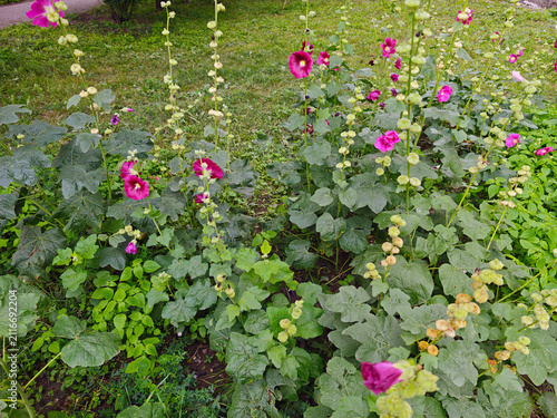 Hollyhock (also known as stock rose or hollyhock). These are tall herbaceous plants with large leaves and bright flowers.