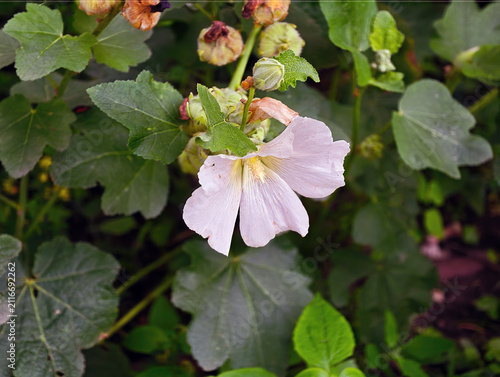 Hollyhock (Alcea rosea) flowers, also known as mallow. They are characterised by large, bright purple or pink blooms with a contrasting pale centre.