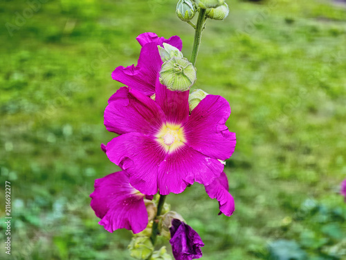 Hollyhock (Alcea rosea) flowers, also known as mallow. They are characterised by large, bright purple or pink blooms with a contrasting pale centre.