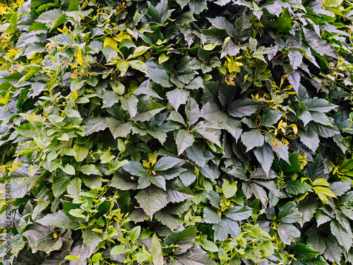 Virginia creeper (Parthenocissus), a popular ornamental vine used for vertical gardening.