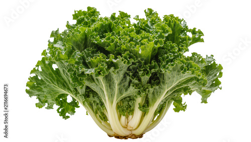 Photography Isolated fresh curly green kale bunch, healthy raw nutritious vegetarian ingredi