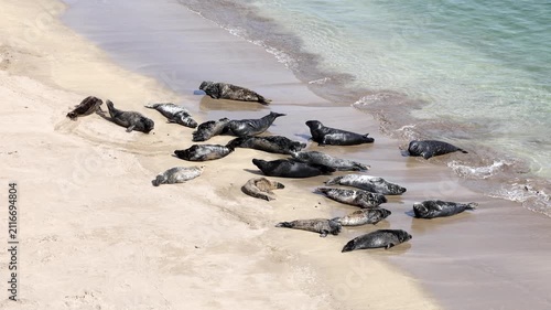 Grey Seals hauled out on the beach of Great Blasket Island, Dingle Peninsula, Ireland