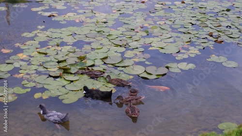 Ducks and fish in lily pad pond