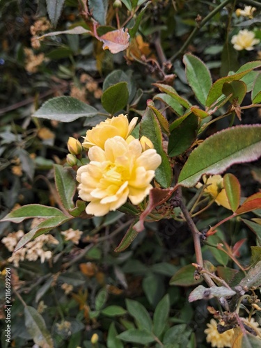 Foto Rosas amarillas en jardín de Huancayo