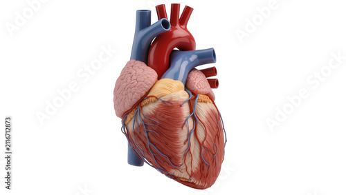 Fotografía Isolated detailed anatomical 3D rendering of a human heart showcasing vessels an