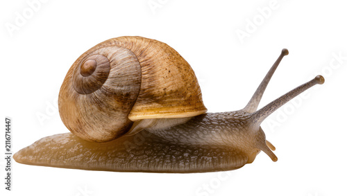 Isolated detailed side view of a brown land garden snail showing its textured body and spiral shell