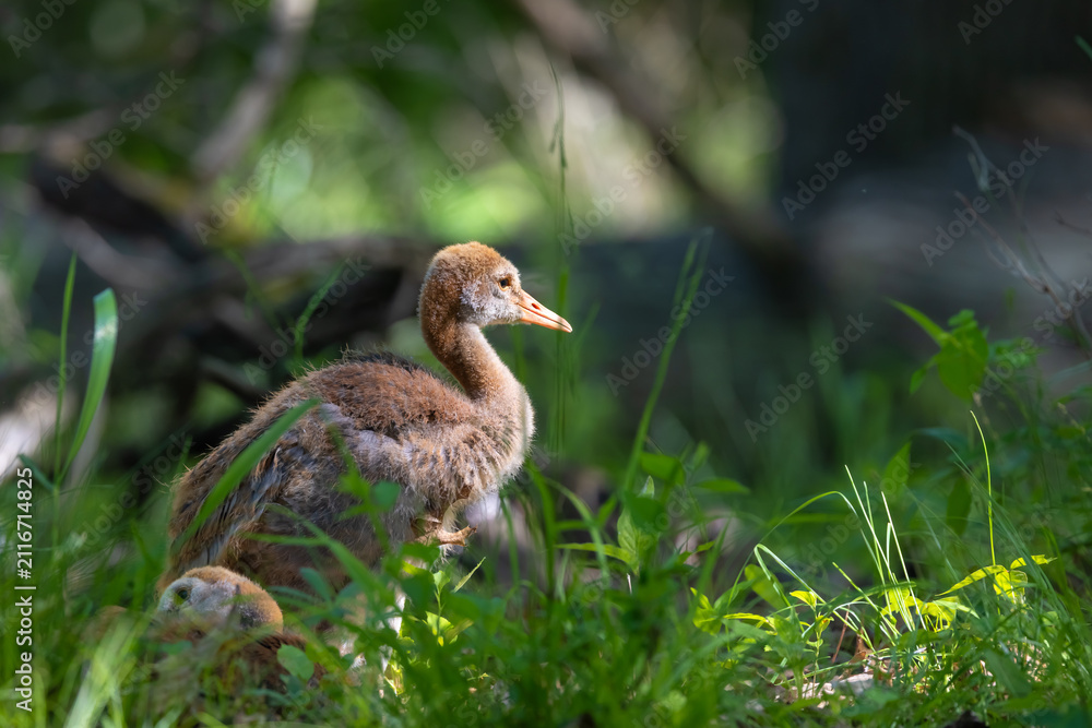 Obraz premium Sandhill crane colt standing in tall grass