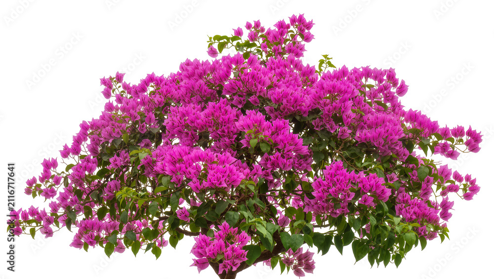 Obraz premium Isolated lush bougainvillea plant with bright fuchsia pink flower clusters and fresh green leaves