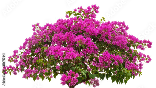 Isolated lush bougainvillea plant with bright fuchsia pink flower clusters and fresh green leaves