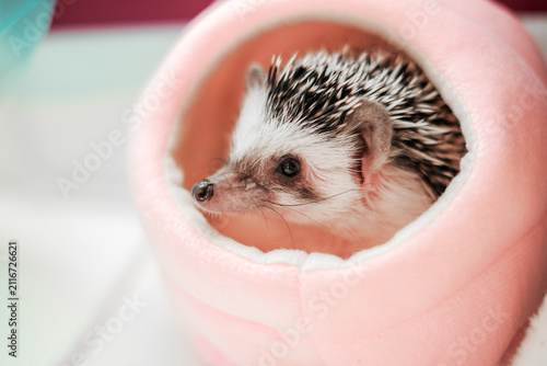  exotic pet care. African Pygmy Hedgehog Resting Inside Soft Pink Pet Bed.Atelerix albiventris relaxing inside a warm plush sleeping house designed for pets