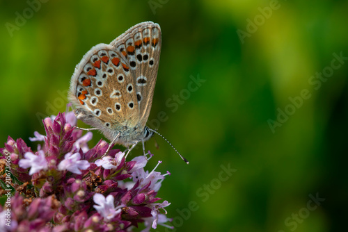 a Common Blue (Polyommatus icarus) female. Feeding on a wild marjroam plant. Extreme close up.