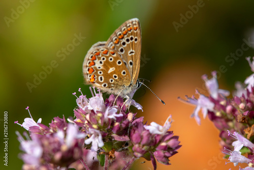a Common Blue (Polyommatus icarus) female. Feeding on a wild marjroam plant. Extreme close up.