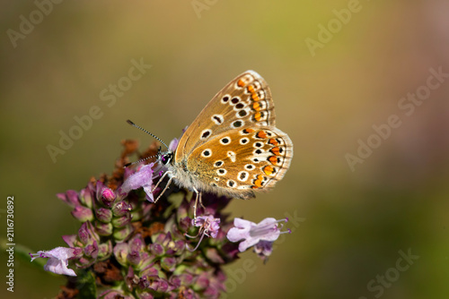 a Common Blue (Polyommatus icarus) female. Feeding on a wild marjroam plant. Extreme close up.