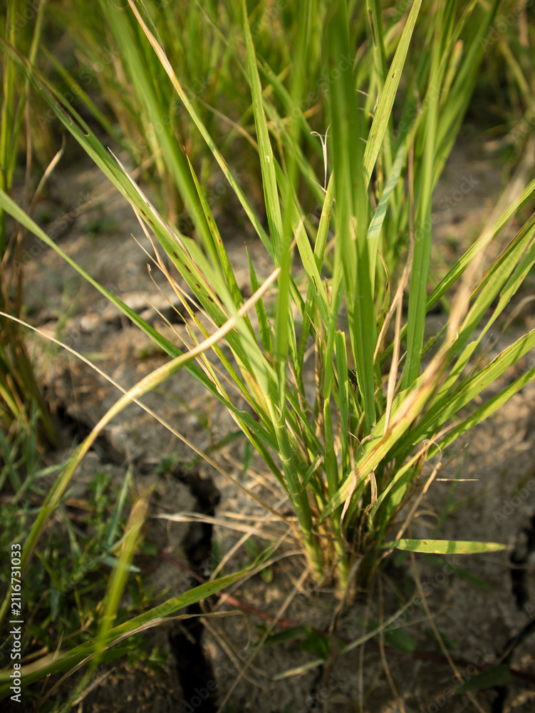 Obraz premium Detail of the texture of the color of the leaves of rice plants that are dry due to lack of water during the long dry season.