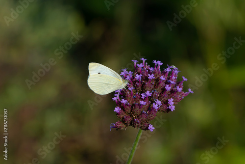 a Small White butterfly (Pieris rapae) feeding on verbena. Close up.
