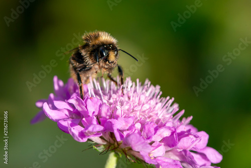 a Common Carder Bumblebee (Bombus pascuorum) visiting a pink scabious flower.