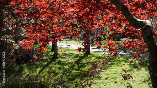 Acer trees in sunlight