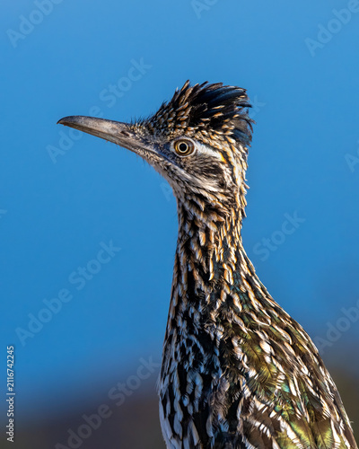 Roadrunner in the Wichita Mountains