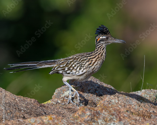 Roadrunner in the Wichita Mountains