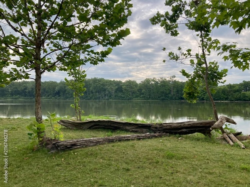 scenic riverbank with fallen logs