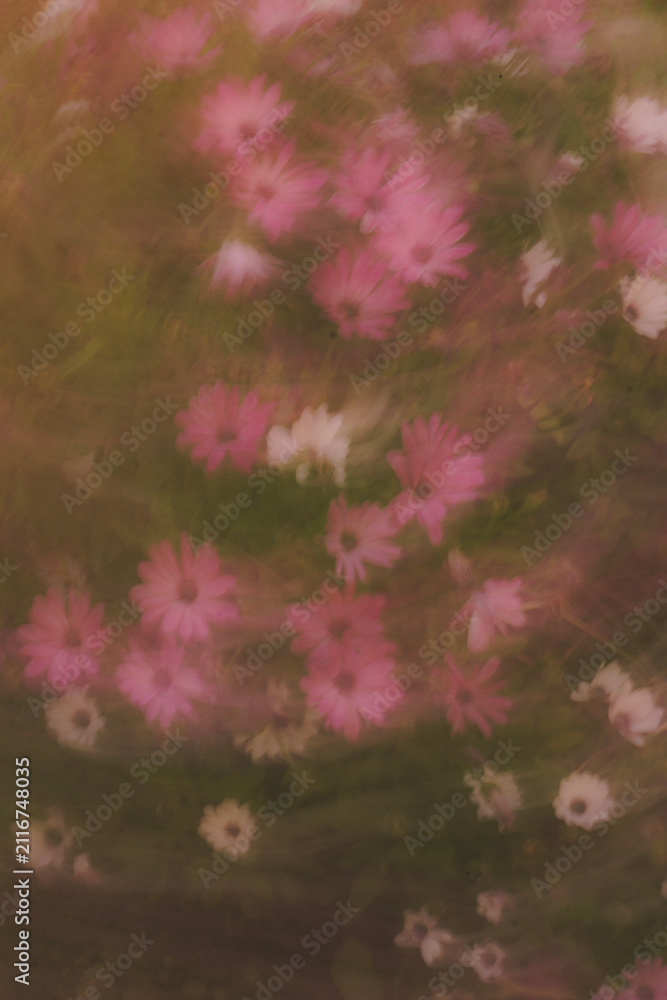 Obraz premium pink flower background