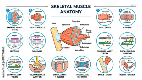 Foto Skeletal Muscle Anatomy and Function Diagram